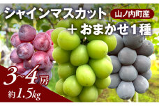 ぶどう シャインマスカット + おまかせ1種 約1.5kg（3～4房）山ノ内町産 ブドウ 葡萄 マスカット