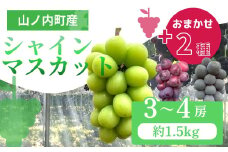 ぶどう シャインマスカット + おまかせ2種 約1.5kg（3～4房）山ノ内町産 ブドウ 葡萄 マスカット