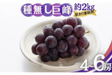種無し巨峰 訳あり家庭用 約2kg 4～6房 ぶどう 葡萄 巨峰 果物 信州 長野