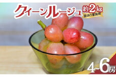 クイーンルージュ 訳あり家庭用 約2kg4～6房 ぶどう 葡萄 果物 信州 長野