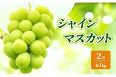 シャインマスカット 約1kg 2房 ぶどう フルーツ 果物 デザート 長野県 山ノ内町