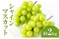 シャインマスカット約2kg 長野県産