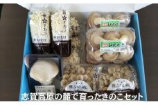 志賀高原の麓で育った きのこセット  きのこ 詰め合わせ セット えのき ぶなしめじ しいたけ 長野