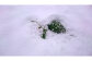 雪を掘り起こすと見えてくるにんじんの葉。雪の下でもたくましく生きています。