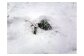 雪を掘り起こすと見えてくるにんじんの葉。雪の下でもたくましく生きています。