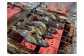 釣った魚は、別途料金にて、塩焼きや唐揚げにしてお召し上がりまたはお持ち帰りが可能です。