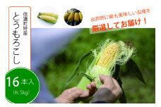 【季節限定！】採れたて最旬の『信濃町特産とうもろこしセット（16本セット）』／ピーターコーン、サニーショコラ、ゴールドラッシュ、味来、優味などから出荷時に最も美味しい品種を発送【長野県信濃町ふるさと納税】　
