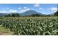 信濃町の寒暖差のある気候によって、たっぷりと甘みを蓄えられます。