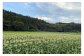 信濃町の寒暖差のある気候によって、たっぷりと甘みを蓄えられます。