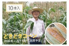 きたむら農園『どきどきコーン』×10本セット（約4～4.2kg相当）2025年夏分のご予約受付開始！　信濃町名産とうもろこし／スイートコーンの定番品種、予約受付中！ 令和7年7月下旬～8月下旬に随時出荷 先行予約【長野県信濃町ふるさと納税】