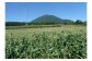 返礼品では新鮮なトウモロコシのおいしさを楽しんでいただくため、採れたてをお送りします。到着後はできるだけ早くお召し上がりください