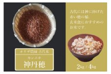 【ふるさと納税】残りわずか！オリザ農園 自然栽培の古代米「神丹穂(カンニホ)米」2kg【長野県信濃町】