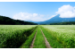 黒姫山麓の冷涼な霧が香り高い良質なそばを生産し「霧下そば」「信州そば」の名で評価されています。