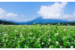 収穫時期は10月上旬～11月上旬。夏には真っ白なそばの花が絨毯のように農地を覆う風景は絶景です。