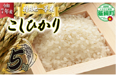 【 特A一等米 / コシヒカリ 】 精米 こしひかり 5kg ( 令和7年産 ) ふるさと振興個社 2025年11月上旬頃から順次発送予定 コシヒカリ 白米 精米 お米 信州 予約 農家直送 長野県 飯綱町 [0154]