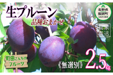 プルーン 家庭用 2.5kg （2kg箱詰め） 無選別 沖縄県への配送不可 2025年8月上旬頃から8月下旬頃まで順次発送予定 町田さんちのフルーツ 13000円 長野県 飯綱町 [0419]
