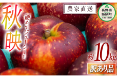 りんご 秋映 訳あり 10kg 松橋りんご園 2025年10月上旬頃から2025年10月中旬頃まで順次発送予定 令和7年度収穫分 フルーツ リンゴ 信州 長野県 飯綱町 [0549]