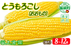 信州産 朝採り【 黄色 】 とうもろこし 8本 ～ 12本 ( 品種 おおもの ) 上倉荘 配送先は本州限定 2025年8月上旬頃から2025年9月中旬頃まで順次発送予定 信州 トウモロコシ コーン おおもの 野菜 黄色 イエロー 12000円 長野県 飯綱町 [0763]