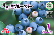 【 冷蔵便 】 朝摘み 完熟 ブルーベリー 1kg 井澤農園 配送先は本州限定 令和7年度収穫分 2025年7月上旬頃から2025年9月上旬頃まで順次発送予定 信州 果物 フルーツ ベリー 長野 14500円 予約 農家直送 長野県 飯綱町 [0811]
