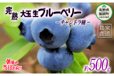 【 冷蔵便 】 朝摘み 完熟 ブルーベリー 大玉 500g 井澤農園 配送先は本州限定 令和7年度収穫分 2025年7月中旬頃から2025年9月上旬頃まで順次発送予定 信州 果物 フルーツ ベリー 長野 13500円 予約 農家直送 長野県 飯綱町 [0821]