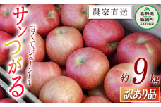 りんご サンつがる 訳あり 9kg 松橋りんご園 沖縄県への配送不可 2025年9月上旬頃から2025年9月中旬頃まで順次発送予定 令和7年度収穫分 フルーツ リンゴ 信州 長野県 飯綱町 [0824]
