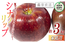 りんご シナノリップ 家庭用 3kg 松橋りんご園 沖縄県への配送不可 2025年8月中旬頃から2025年8月下旬頃まで順次発送予定 令和7年度収穫分 フルーツ リンゴ 信州 長野県 飯綱町 [1384]