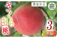 もも 完熟 さくら白桃 秀品 3kg サイズおまかせ 白桃 井澤農園 配送先は本州限定 2025年9月中旬頃から2025年10月上旬頃まで順次発送予定 令和7年度収穫分 エコファーマー認定 信州 果物 フルーツ 大玉 モモ 桃 長野 18000円 予約 農家直送 長野県 飯綱町 [1564]