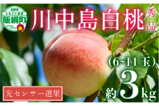 【 2025年 先行予約 】 桃 川中島白桃 3kg 秀品 光センサー選別品 糖度保証 【 予約 果物 くだもの もも モモ フルーツ 旬 長野 信州 川中島 17000円 】 沖縄県への配送不可 2025年8月下旬頃から2025年9月上旬頃まで順次発送予定 日時指定不可 令和7年度出荷分 長野県 飯綱町 [1718]