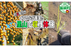 【 収穫体験 】 収穫体験　1時間（1名様からご家族までOK）お土産付き《 季節のお野菜の収穫 山菜採り 田植え 稲刈り 干し柿作り しいたけの駒打ち クワガタ虫捕り 》 くろやなぎ農園 長野県 飯綱町 [1984]