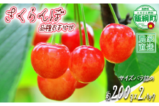 【 冷蔵便 】本日最終日！ 朝採り当日発送！！さくらんぼ サイズ バラ詰め 200g × 2パック （ 品種おまかせ ） 配送先は本州限定 2025年6月中旬〜2025年7月上旬まで順次発送予定 サイズバラバラ チェリー サクランボ 長野県 飯綱町 [1952]