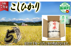 【 2025年10月下旬 ～ 2025年11月上旬 発送企画 】 米 こしひかり 5kg ( 令和7年産 ) 沖縄県への配送不可 2025年10月下旬頃から2025年11月上旬頃まで順次発送予定 株式会社マッシュアンドフルーツ コシヒカリ 白米 精米 お米 信州 予約 農家直送 長野県 飯綱町 [2013]