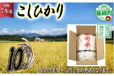 【 2025年10月下旬 ～ 2025年11月上旬 発送企画 】 米 こしひかり 10kg ( 令和7年産 )  2025年10月下旬頃から2025年11月上旬頃まで順次発送予定 株式会社マッシュアンドフルーツ コシヒカリ 白米 精米 お米 信州 予約 農家直送 長野県 飯綱町 [2014]