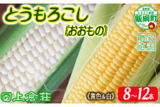 信州産 朝採り 【 黄色 と 白 mix セット 】 白と黄色のとうもろこしセット とうもろこし 8本 ～ 12本 ( 品種おおもの ) 上倉荘 配送先は本州限定 2025年8月上旬頃から2025年9月中旬頃まで順次発送予定 信州 トウモロコシ コーン おおもの 野菜 黄色 白色 イエロー ホワイト 13500円 長野県 飯綱町 [2015]