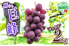 ぶどう 種なし巨峰 約2kg ( 3 ~ 5 房 ) 有限会社ブラベリーファーム 配送先は本州限定 2025年9月中旬頃から2025年10月下旬頃まで順次発送予定 令和7年度収穫分 長野県 飯綱町 [2043]