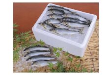 塩焼用活〆冷凍あゆ 20尾