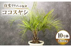 ココスヤシ 10号鉢 庭木 観葉植物【南国リゾートガーデンに人気】 ヤシの木 植木鉢 グリーン 岐阜市/マツダクリエイト [ANBC001]