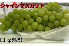【超特大】＜朝摘み＞シャインマスカット【1kg超級】 産地直送 フルーツ ぶどう 岐阜市/江崎ぶどう園 [ANEC001]