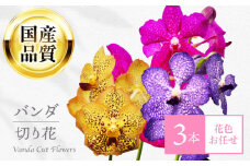 洋ラン バンダ 切り花 ３本 花色お任せセット 花 生花 インテリア 岐阜市 / フローラ・ヤノオーキッド [ANGK001]
