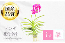洋ラン バンダ 花付き株（花色お任せ） 花 生花 インテリア 岐阜市 / フローラ・ヤノオーキッド [ANGK002]