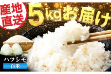 【令和6年度産】岐阜県産米ハツシモ5kg ハツシモ 白米 精米 米　岐阜市 / 藍川ファーム [ANHI001]