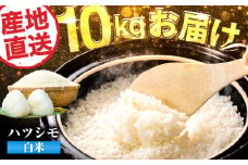 【令和6年度産】岐阜県産米ハツシモ10kg ハツシモ 白米 精米 米　岐阜市 / 藍川ファーム [ANHI002]
