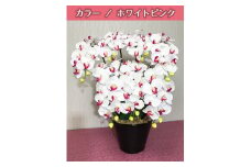 光触媒造花胡蝶蘭　7本立（ホワイトピンク）
