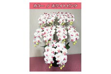 【秋の大感謝祭開催中！飛騨牛が抽選で当たる】光触媒造花胡蝶蘭　10本立（ホワイトピンク）