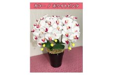 光触媒造花胡蝶蘭　3本立（ホワイトピンク）