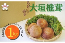 大垣椎茸　肉厚・ジューシー　1kg