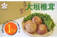 大垣椎茸　肉厚・ジューシー　1kg
