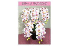 光触媒造花胡蝶蘭　5本立（ライトピンク）