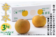 大垣の銘水で育った甘味たっぷりの梨（幸水）3kg前後（3Ⅼ～4Ⅼサイズ・7～8個）【８月上旬発送予定】