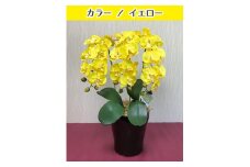 光触媒造花胡蝶蘭　3本立（イエロー）