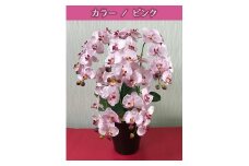 光触媒造花胡蝶蘭　5本立（ピンク）
